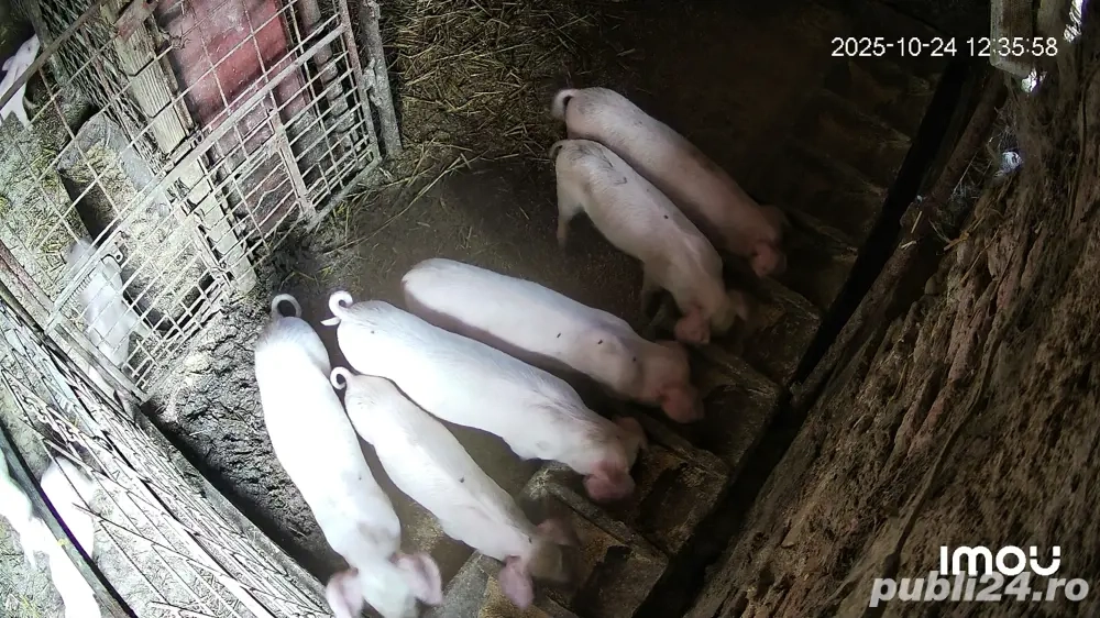 purcei mascuri  landrace 8 sapt