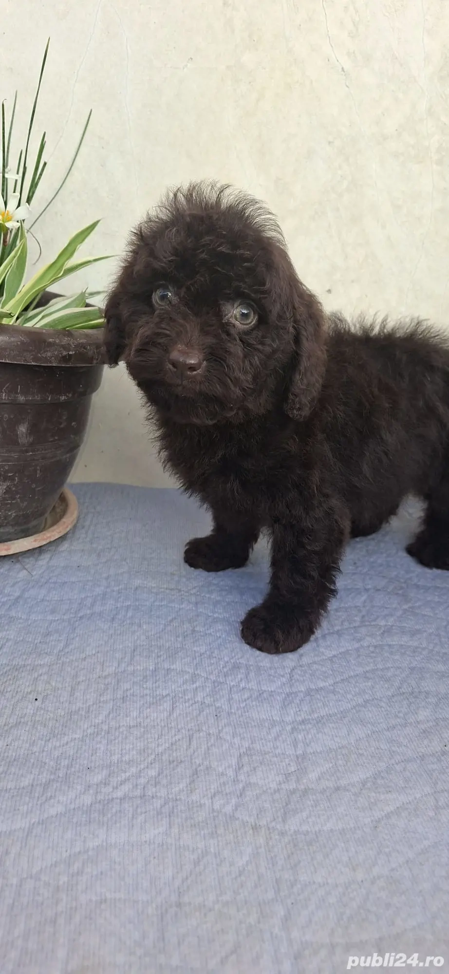 Pudel toy fetiță  Pudel toy fetiță