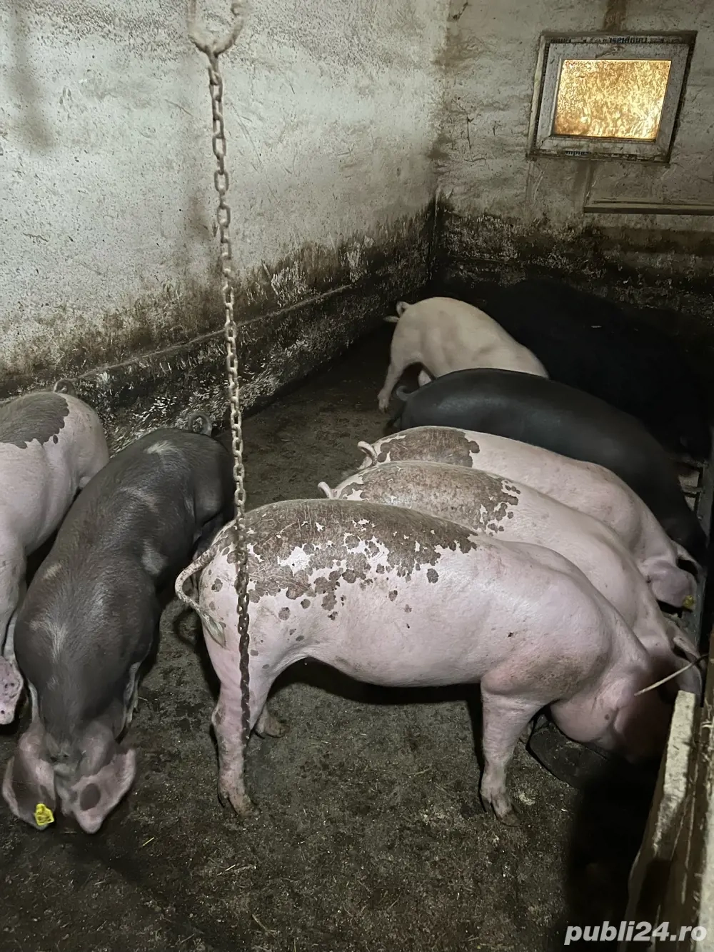 Porc de Craciun,rase de carne, Duroc Pietrain 