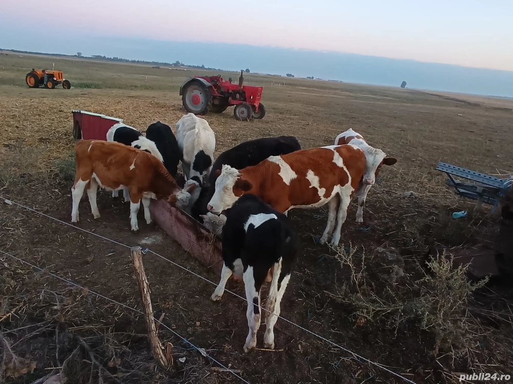 vând viței  vând viței