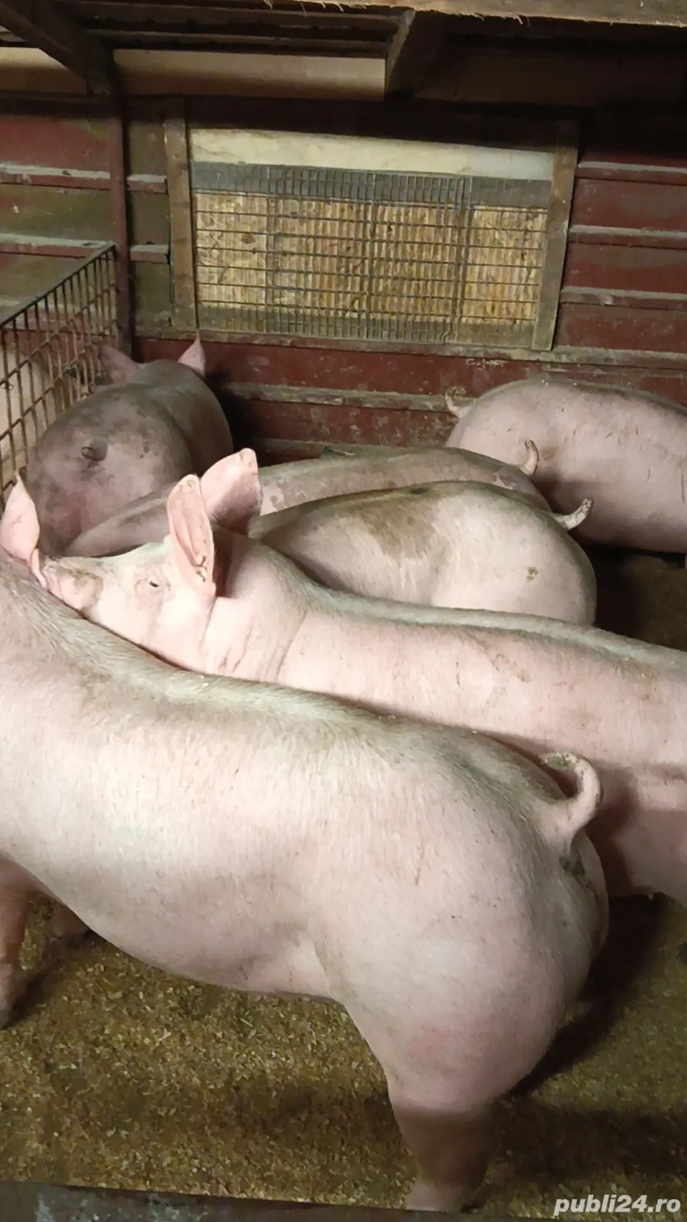 Vand porci de carne!