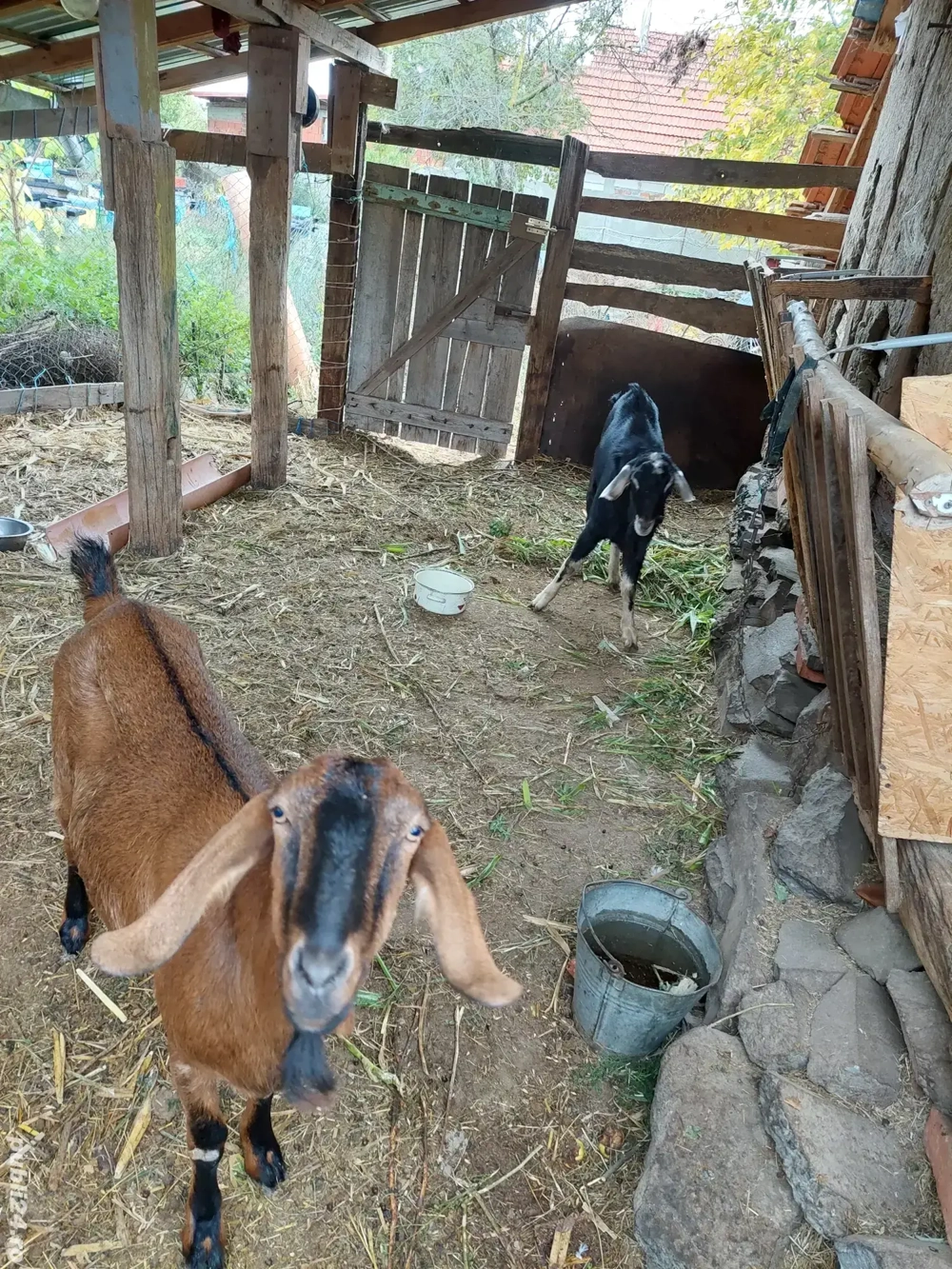 Oferta Capră si țap anglonubian! Oferta Capră si țap anglonubian!