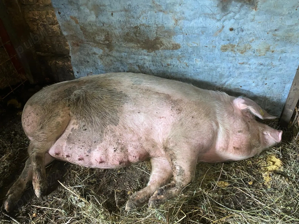 Vand scrofita gestanta!!!