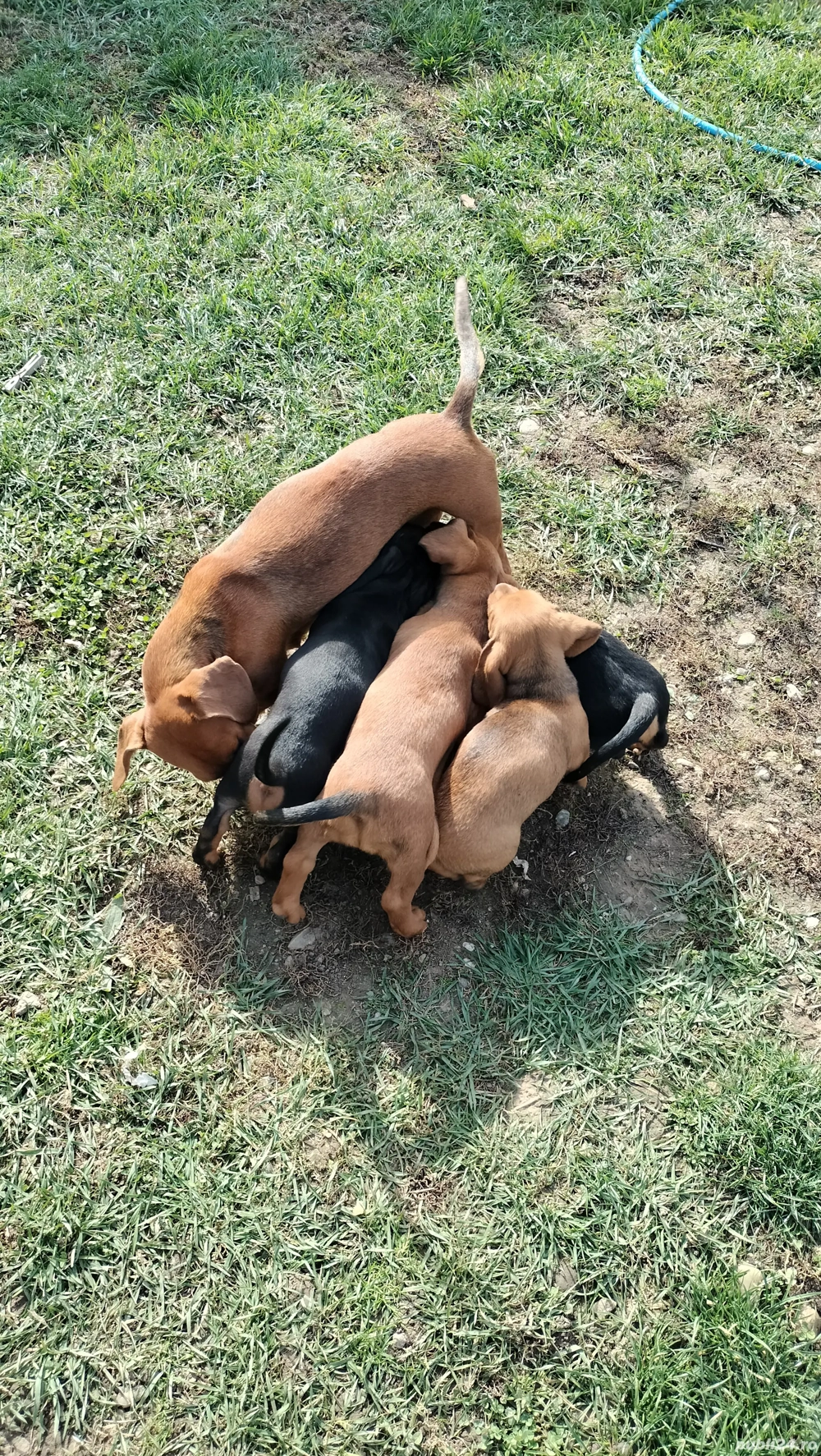 catelusa teckel cu par scurt ,maro,noua saptamani