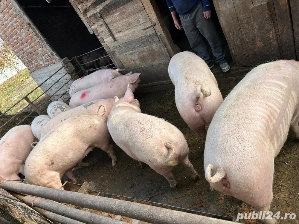 Vand Porci Vand Porci