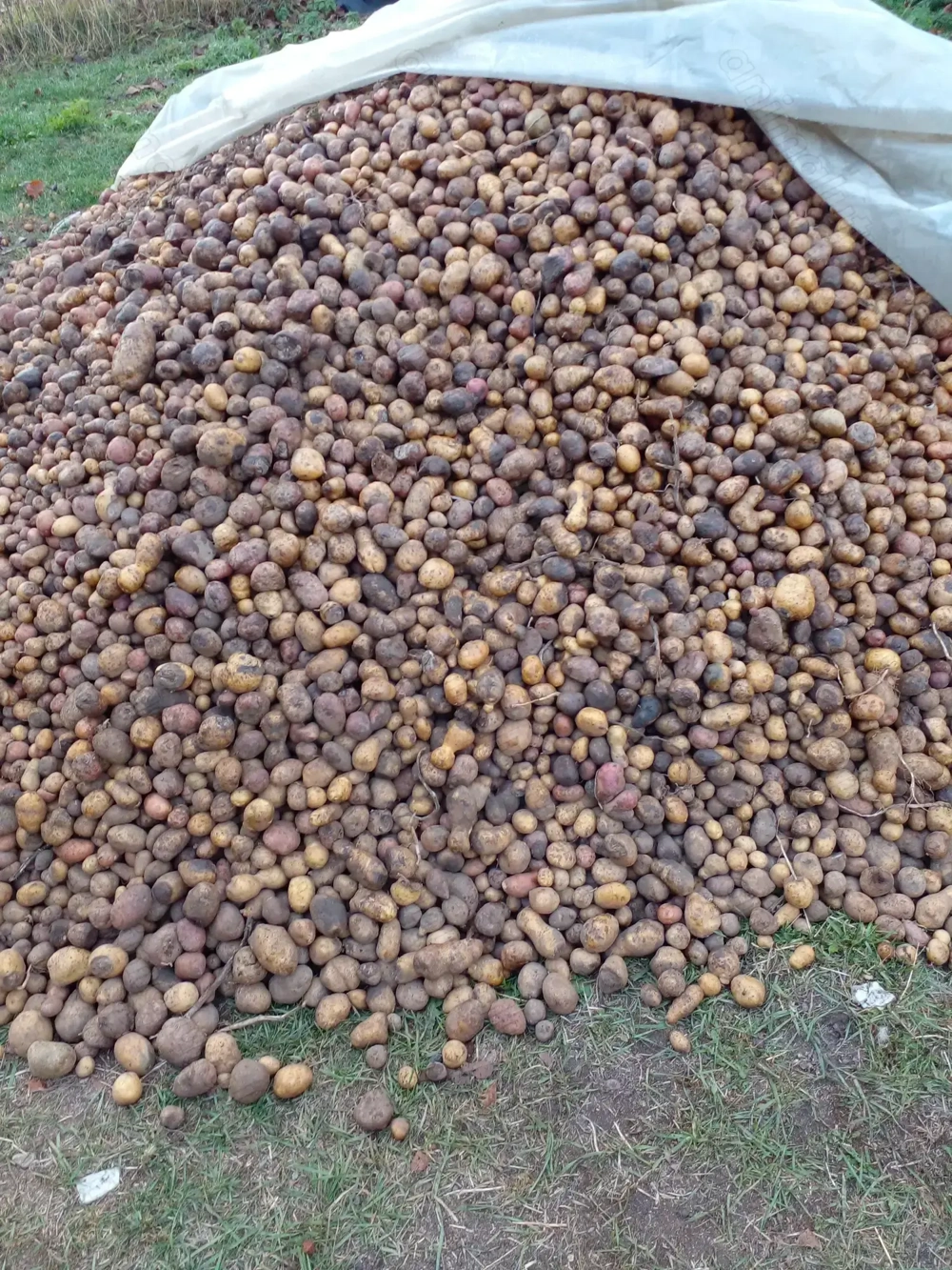 Cartofi pentru animale