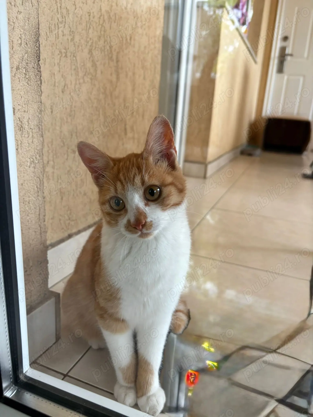 Cautam, dorim : afectiune!