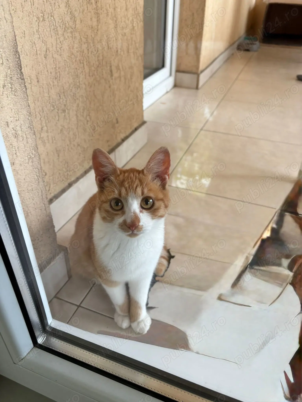 Cautam, dorim afectiune!