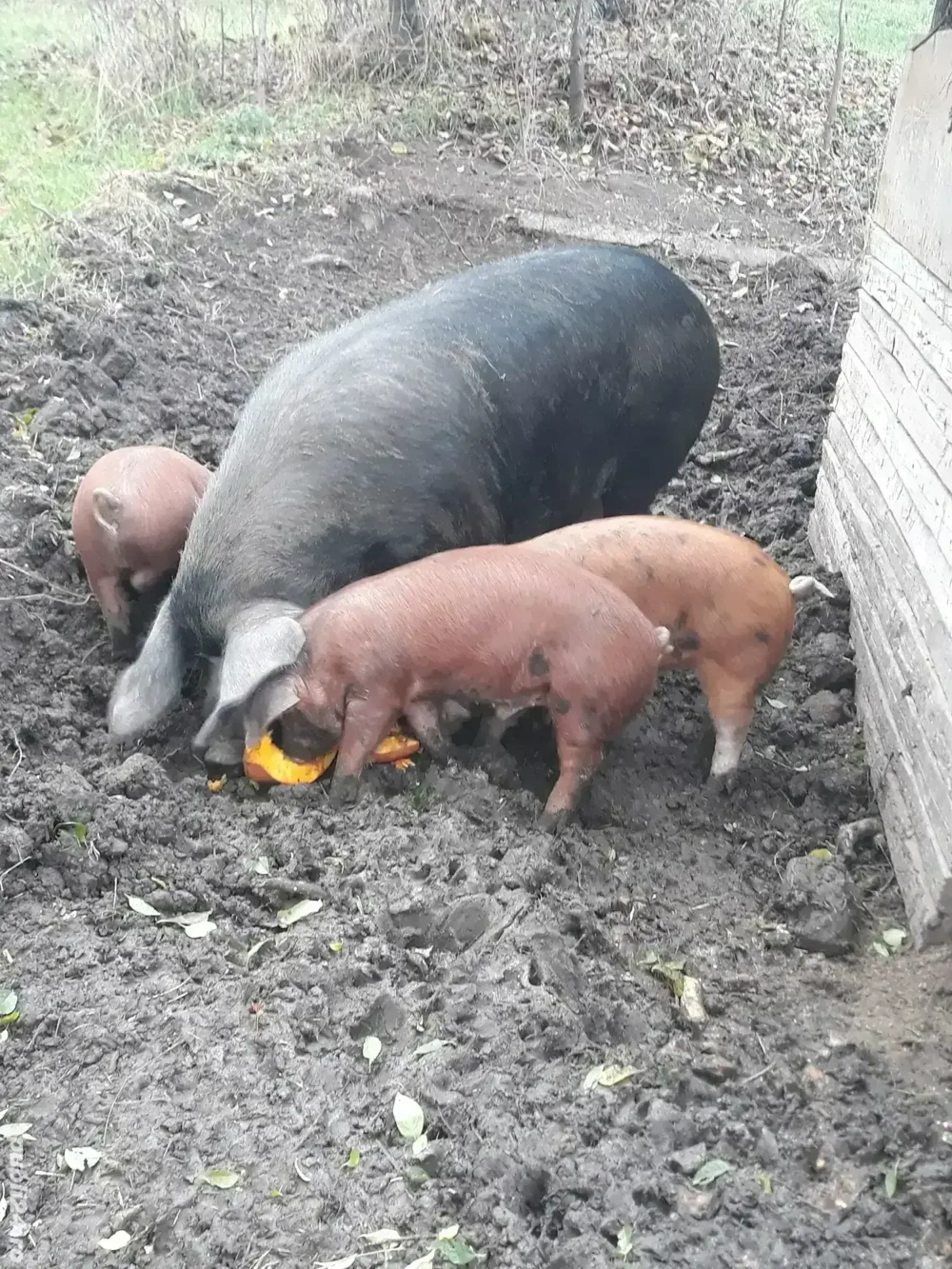 vand scroafa , purcei,burlinci dau si pe bucate sau oi. vand scroafa , purcei,burlinci dau si pe bucate sau oi.