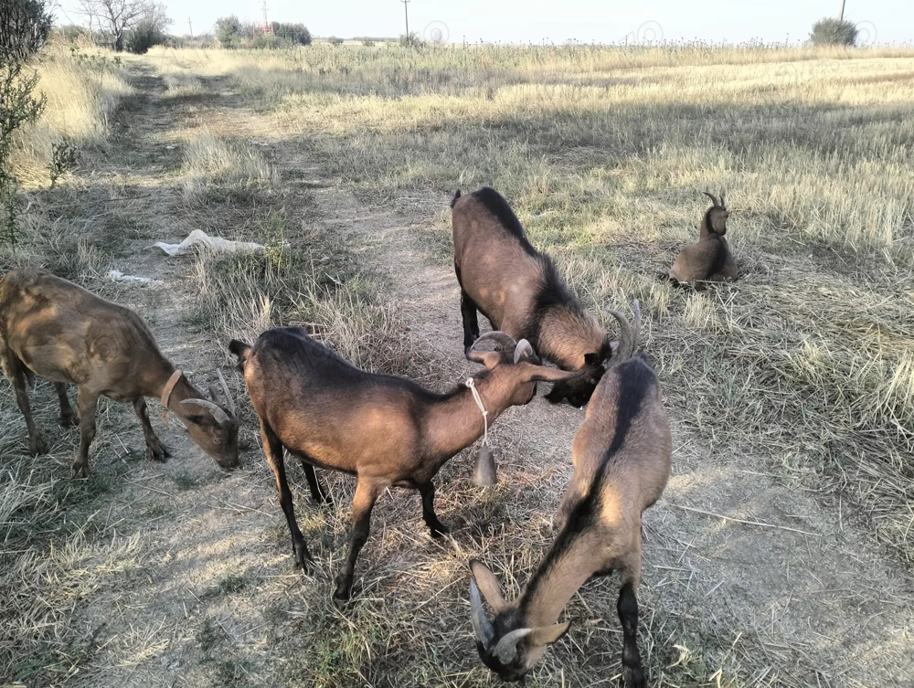 Schimb capre cu porci 