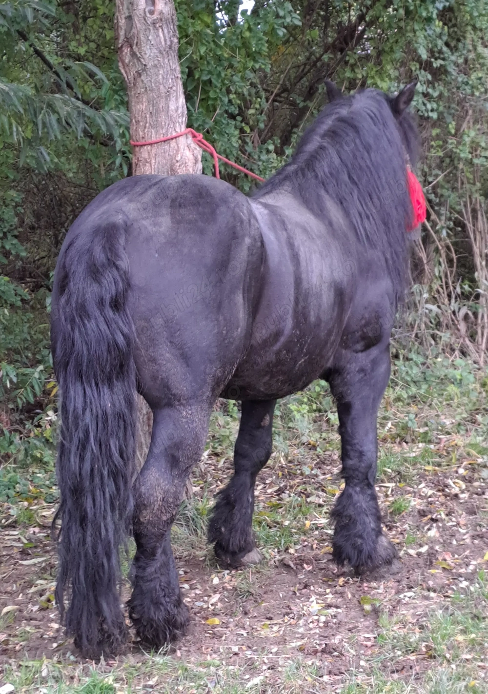 Armasar blând și bun Armasar blând și bun