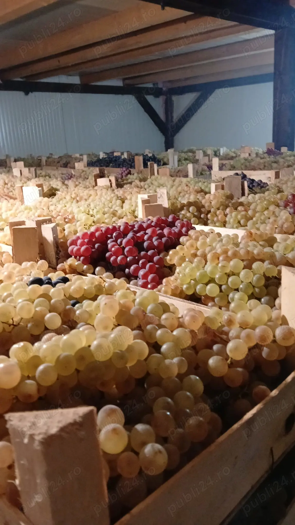 Struguri de masa   Panciu   Direct Producător   Ceasla