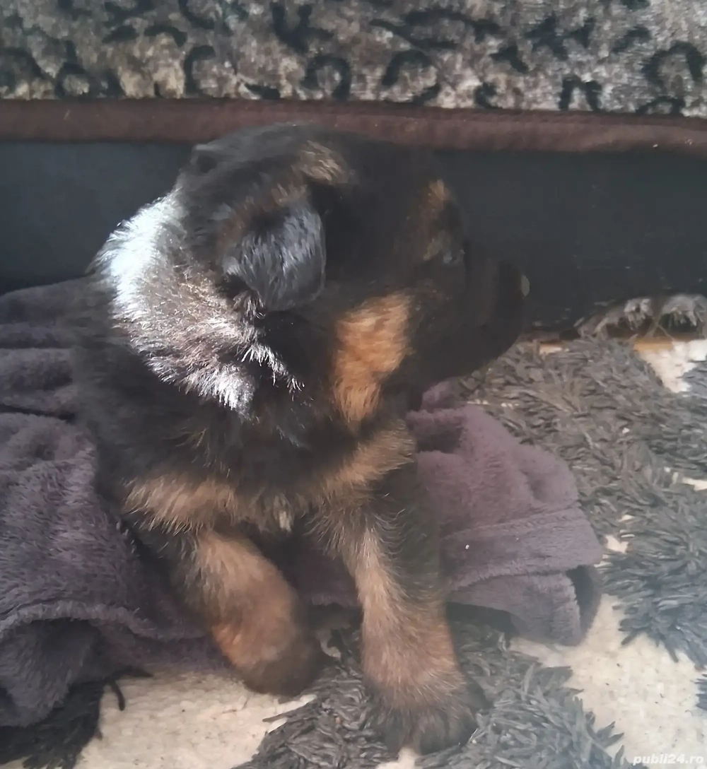 Pui,ciobanesc-german 