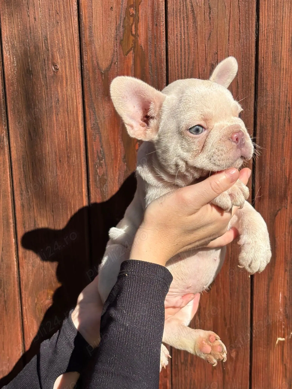 Catei din Rasa Bulldog Francez culori diferite Catei din Rasa Bulldog Francez culori diferite