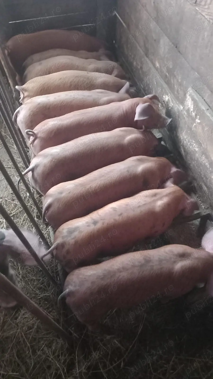 Vand 10 purcei de 7 saptamani