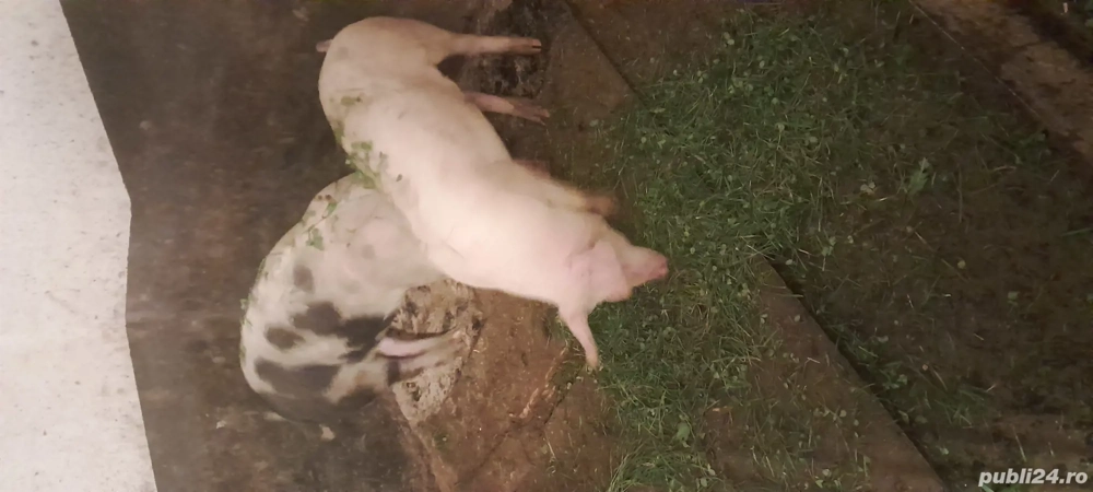 Șoldani de vânzare Șoldani de vânzare