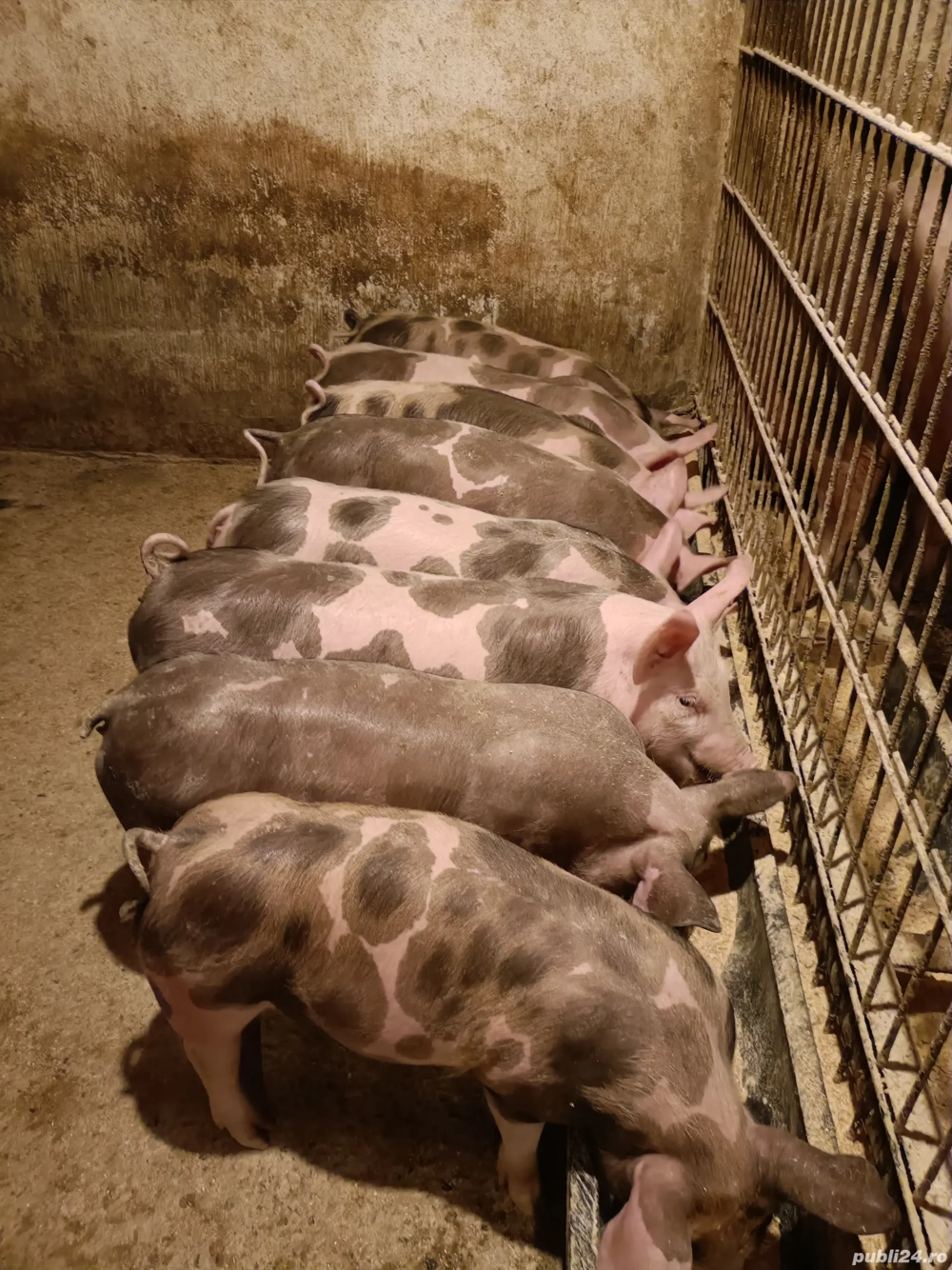 Purcei de carne  Purcei de carne