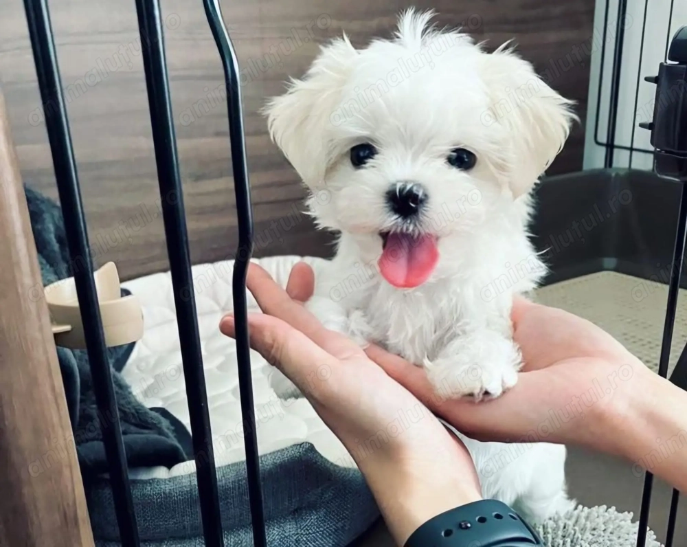 Bichon maltez  frise 800 lei Bichon maltez  frise 800 lei