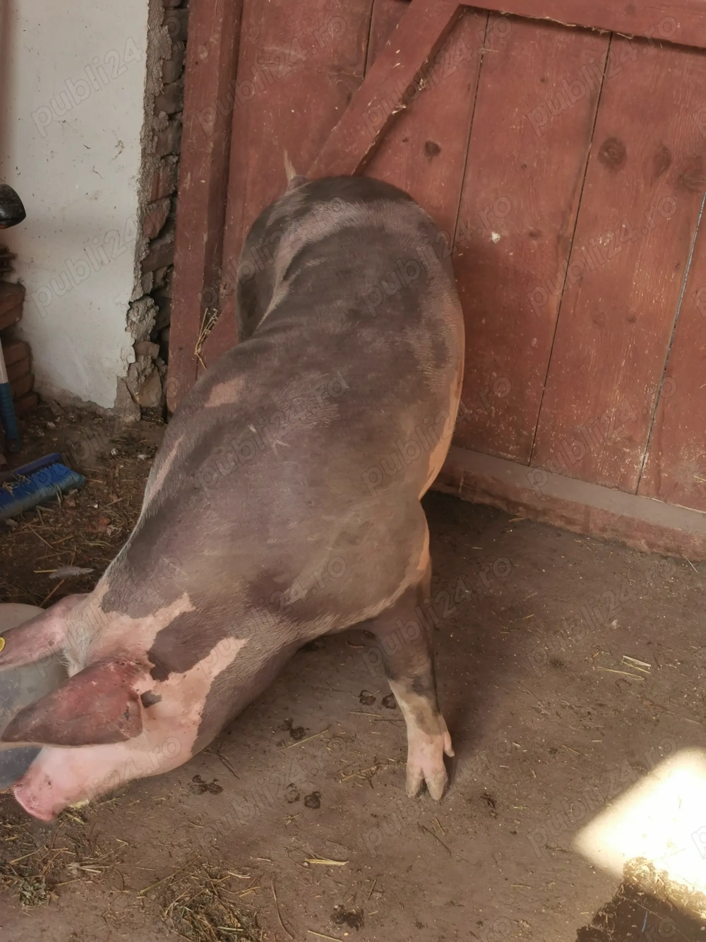 Vând porci de carne 140 kg Vând porci de carne 140 kg