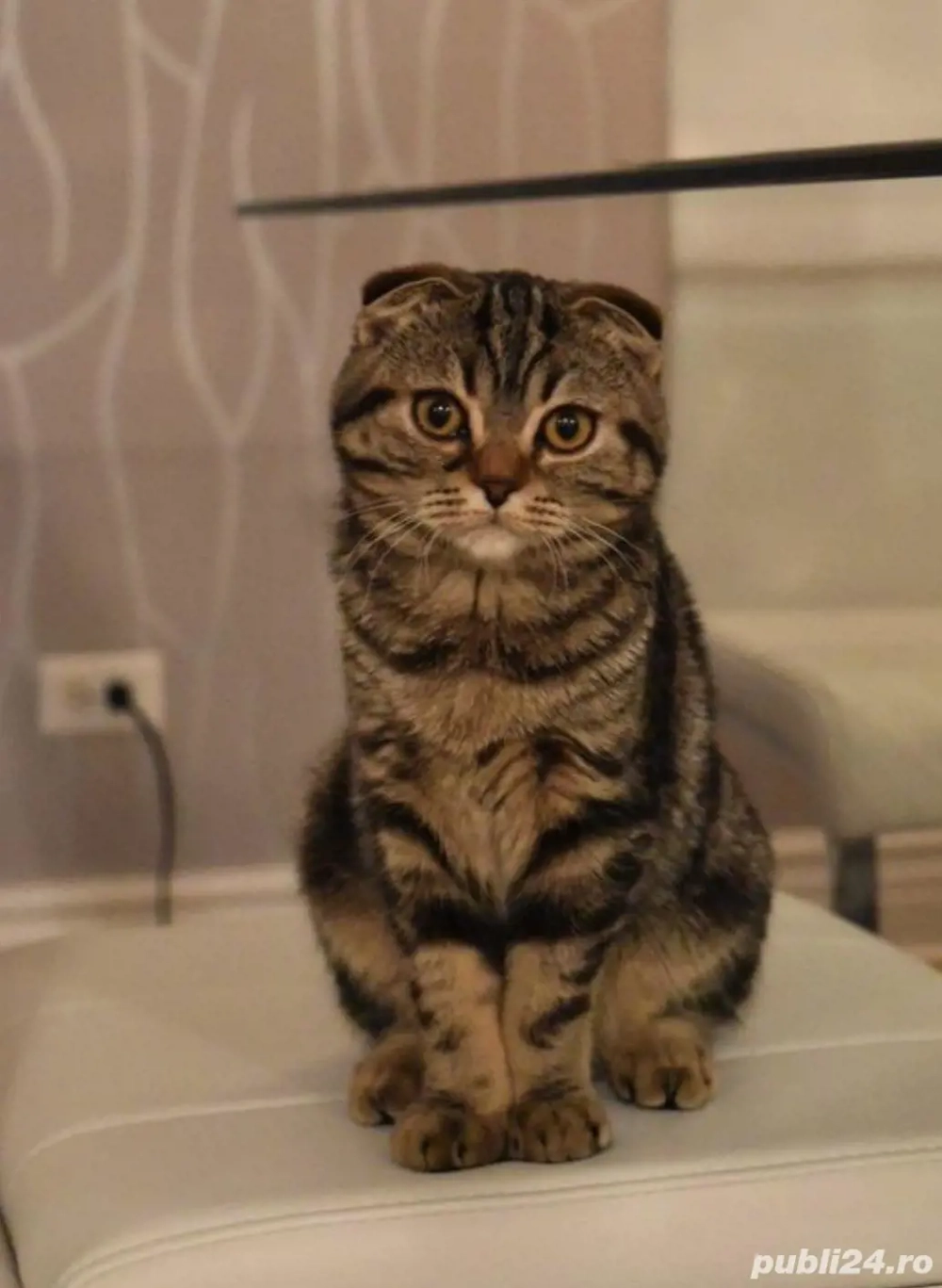 Scottish silver tabby Scottish silver tabby