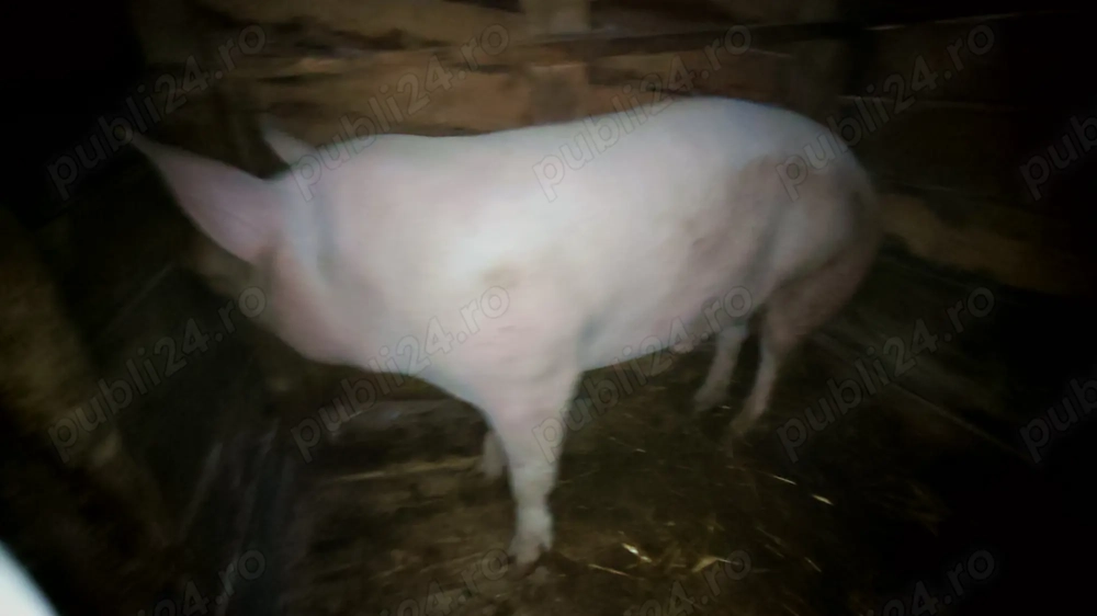 Porc de taiat de vanzare Porc de taiat de vanzare