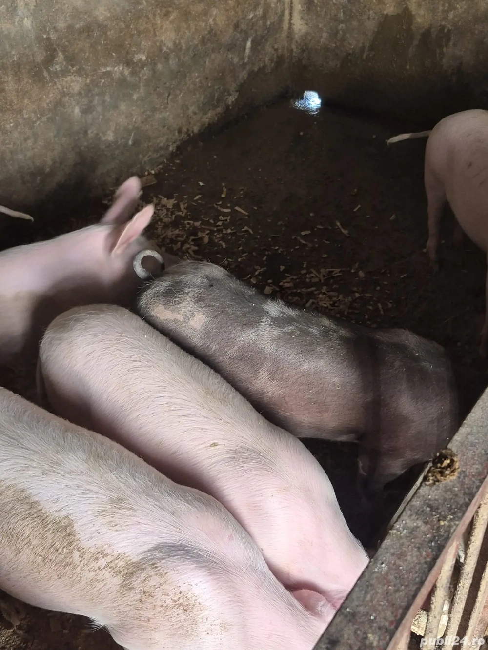 Disponibil soldani Disponibil soldani