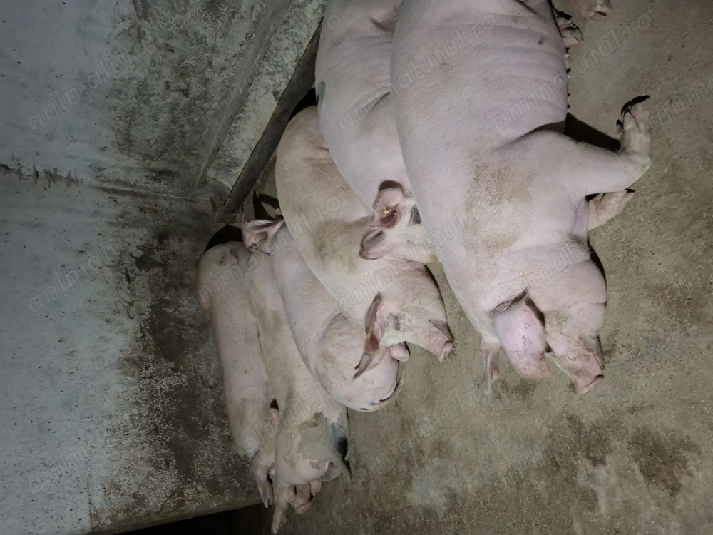 Porci grași de vinzare