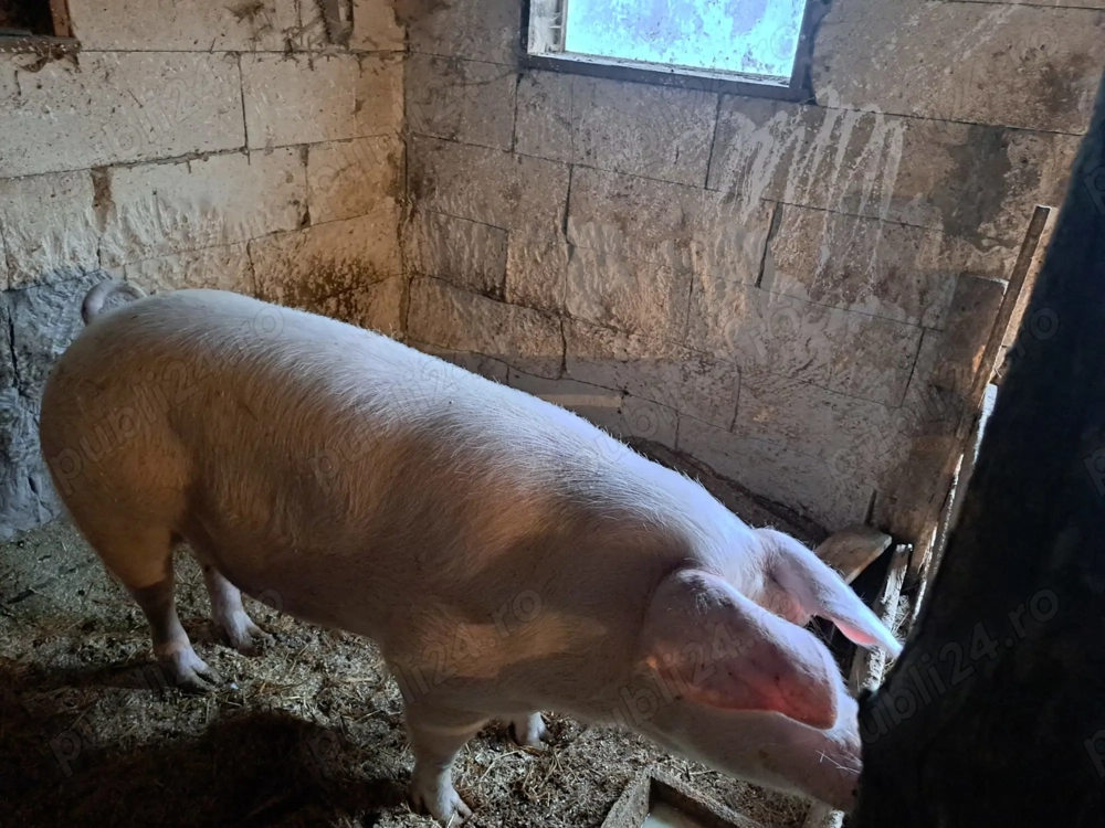 Purcea de vânzare 20 lei kg