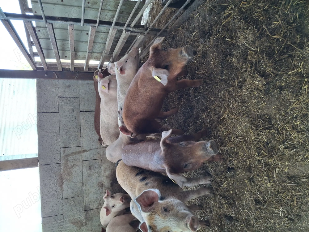 Vând purcei petran și durok