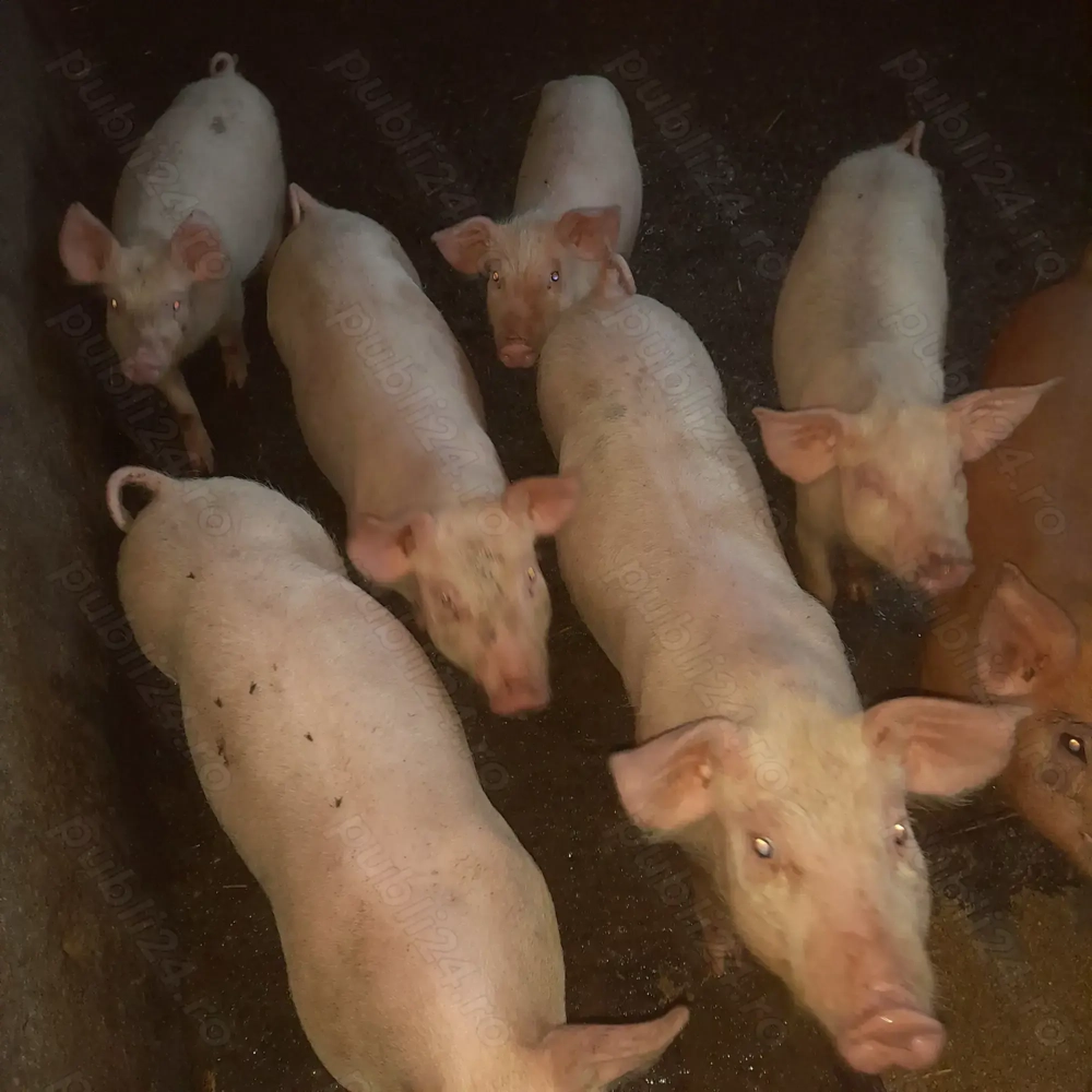 Purcei de vanzare  Purcei de vanzare