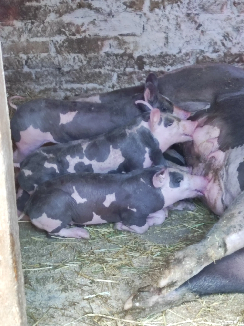 purcei pietran fără par  purcei pietran fără par