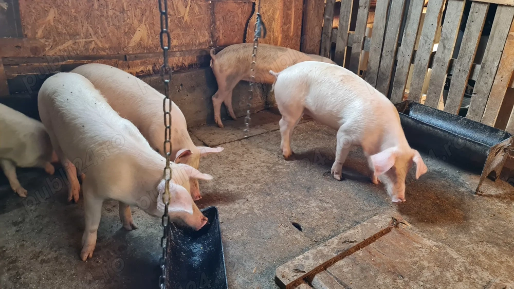 Porci pentru proțap între 50kg și 80kg Porci pentru proțap între 50kg și 80kg