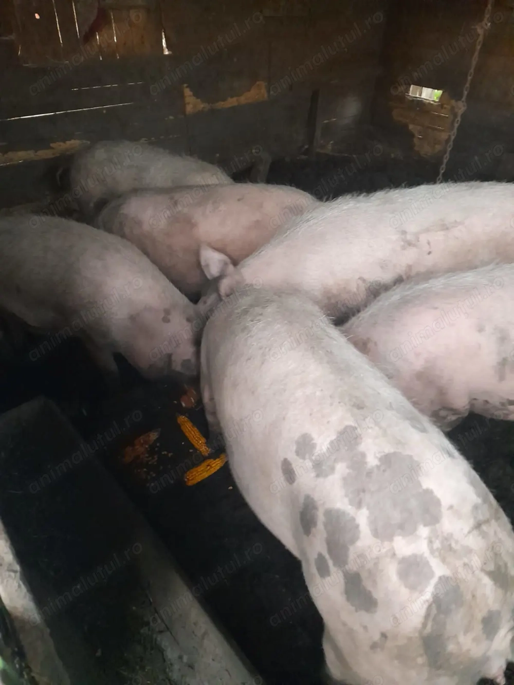 Porci mari de vânzare 