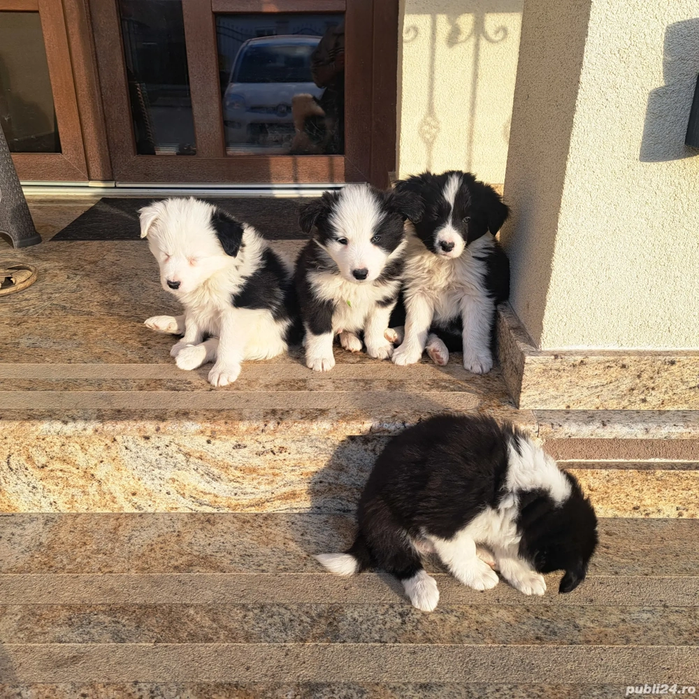 Vind cățeii Border collie  Vind cățeii Border collie