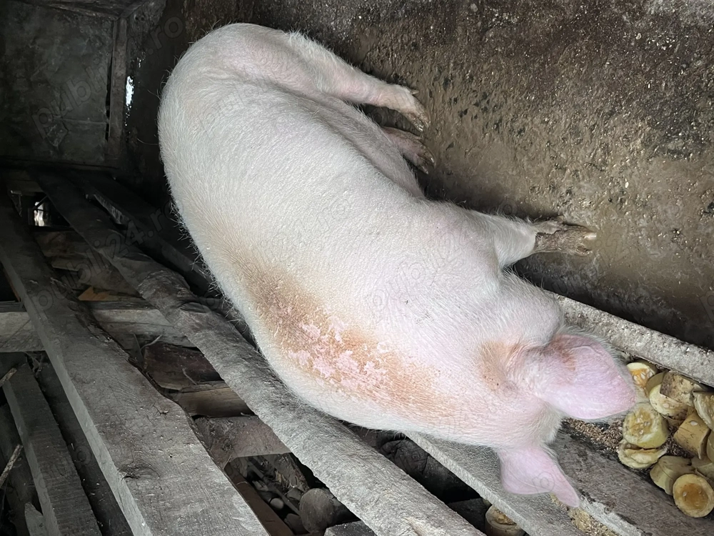 Vând porc de peste 180 kg