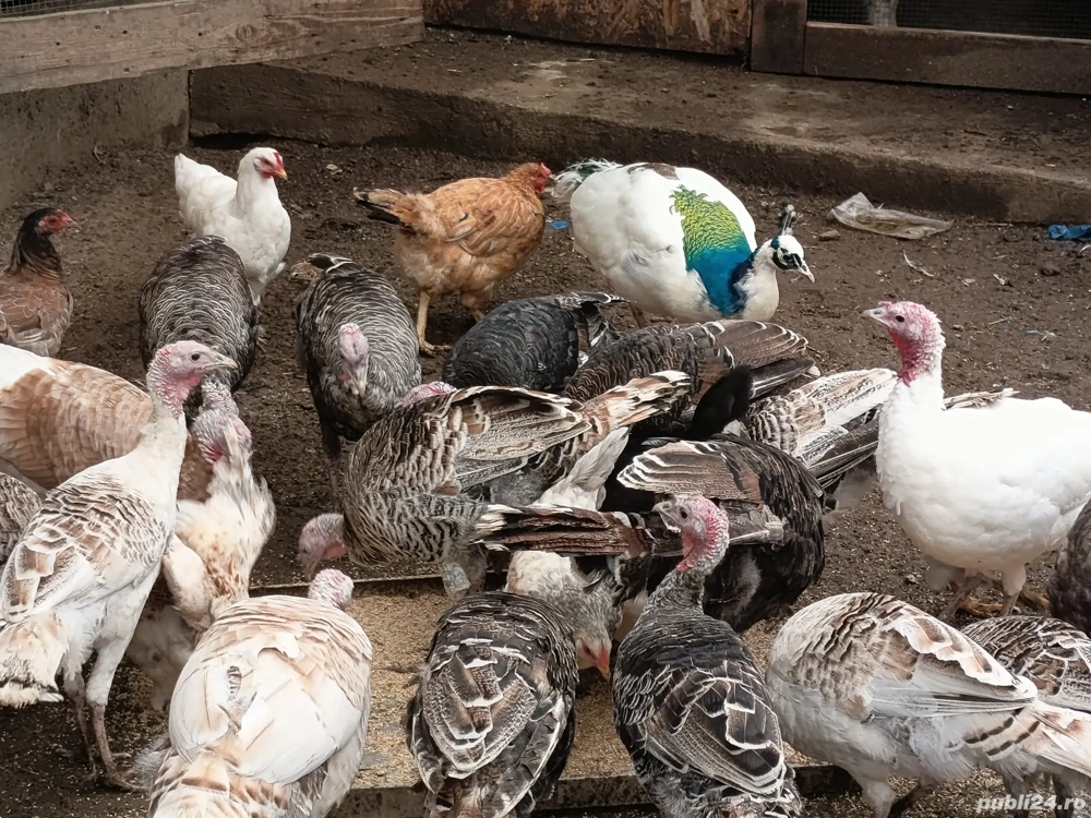 curci,curcani și un păun  curci,curcani și un păun