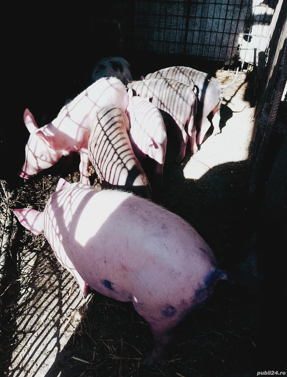 purcei 8 saptamani purcei 8 saptamani