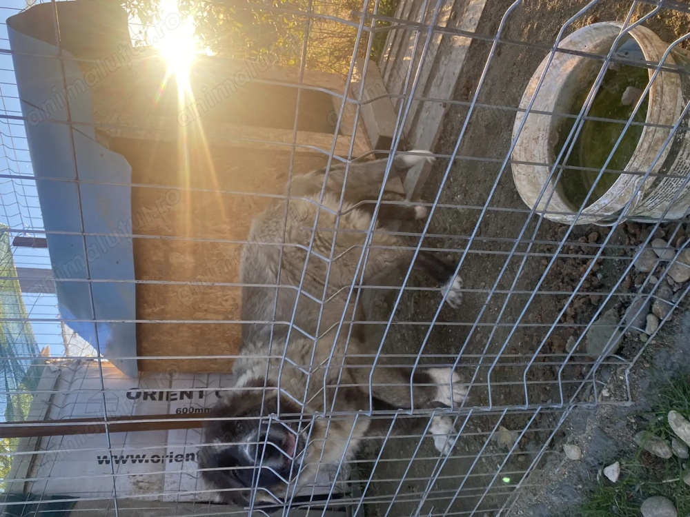 De vanzare caucazian  De vanzare caucazian