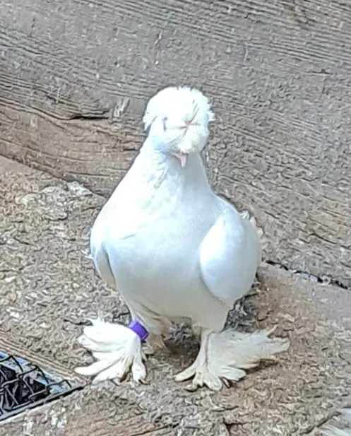 De vanzare porumbei ornament si voiajori stil vechi albi galbeni rosii.pret bun.tel De vanzare porumbei ornament si voiajori stil vechi albi galbeni rosii.pret bun.tel