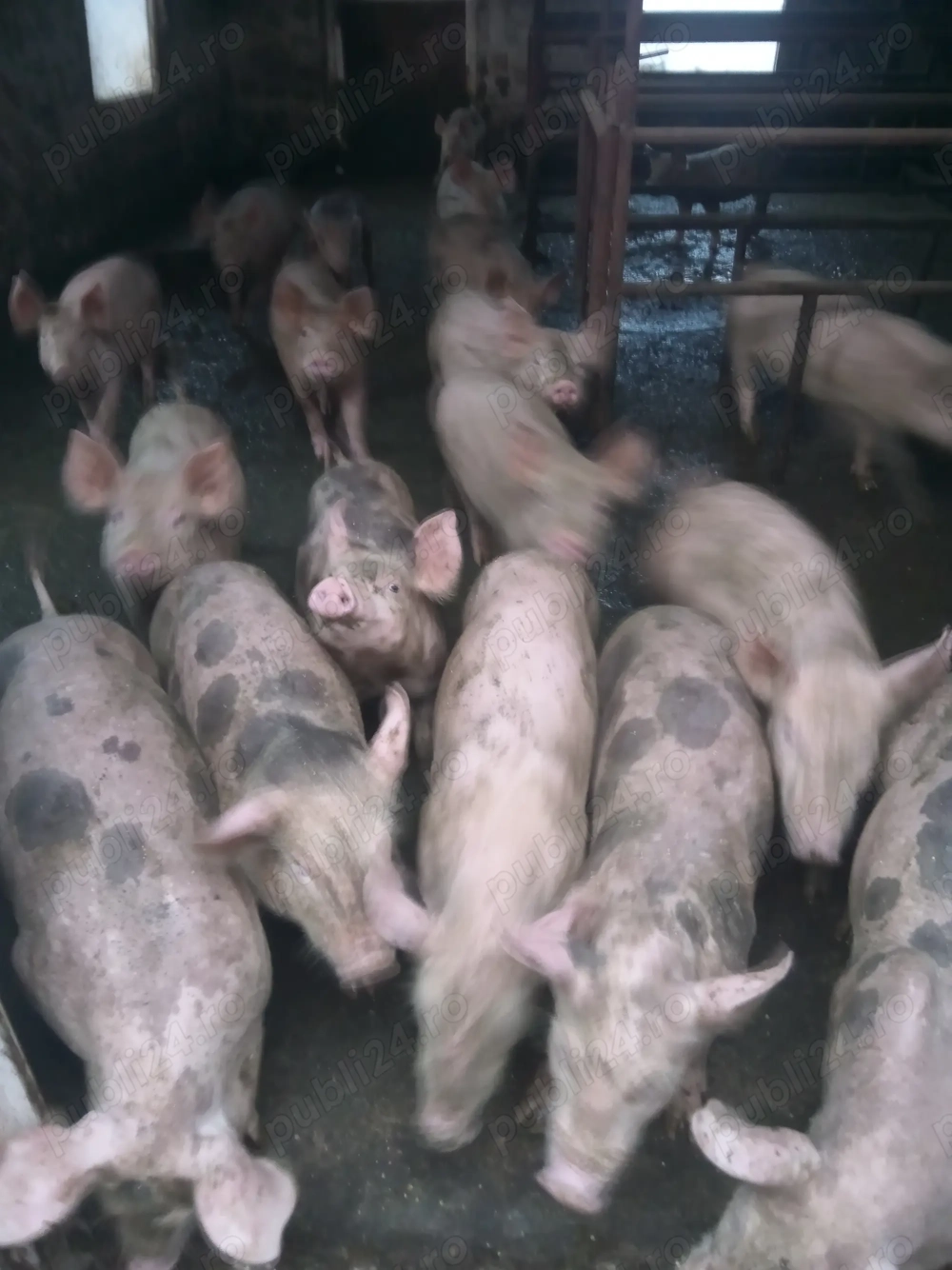 Vând purcei de 10 săptămâni  Vând purcei de 10 săptămâni