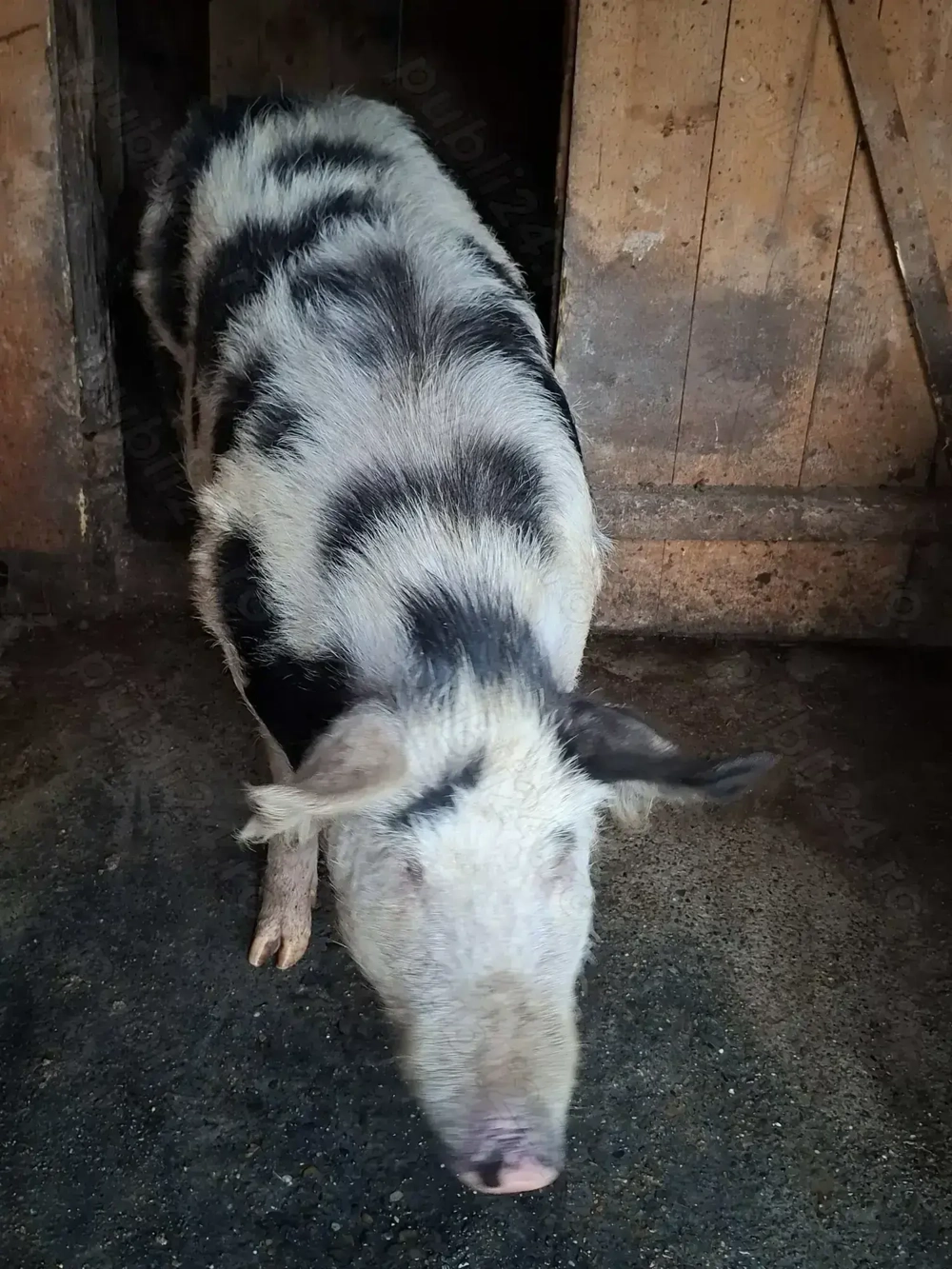 Vand doi dolofani! Vand doi dolofani!