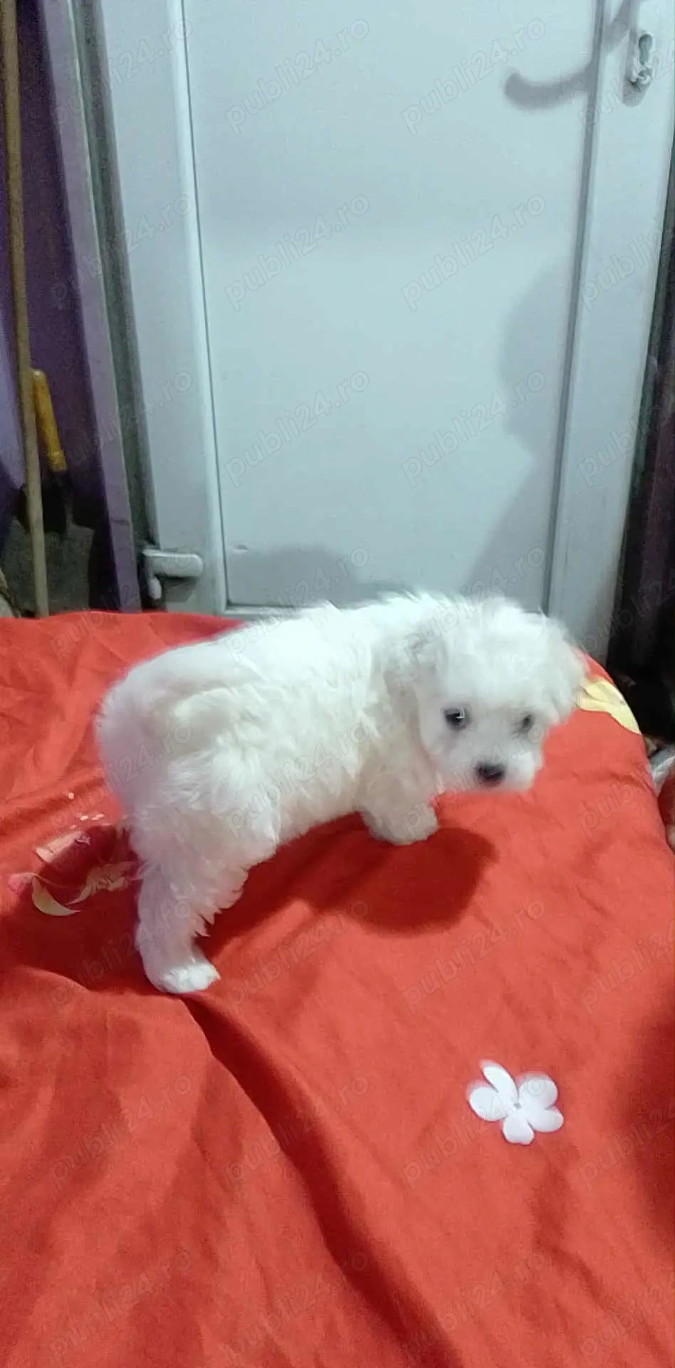 Bichon talie mică 
