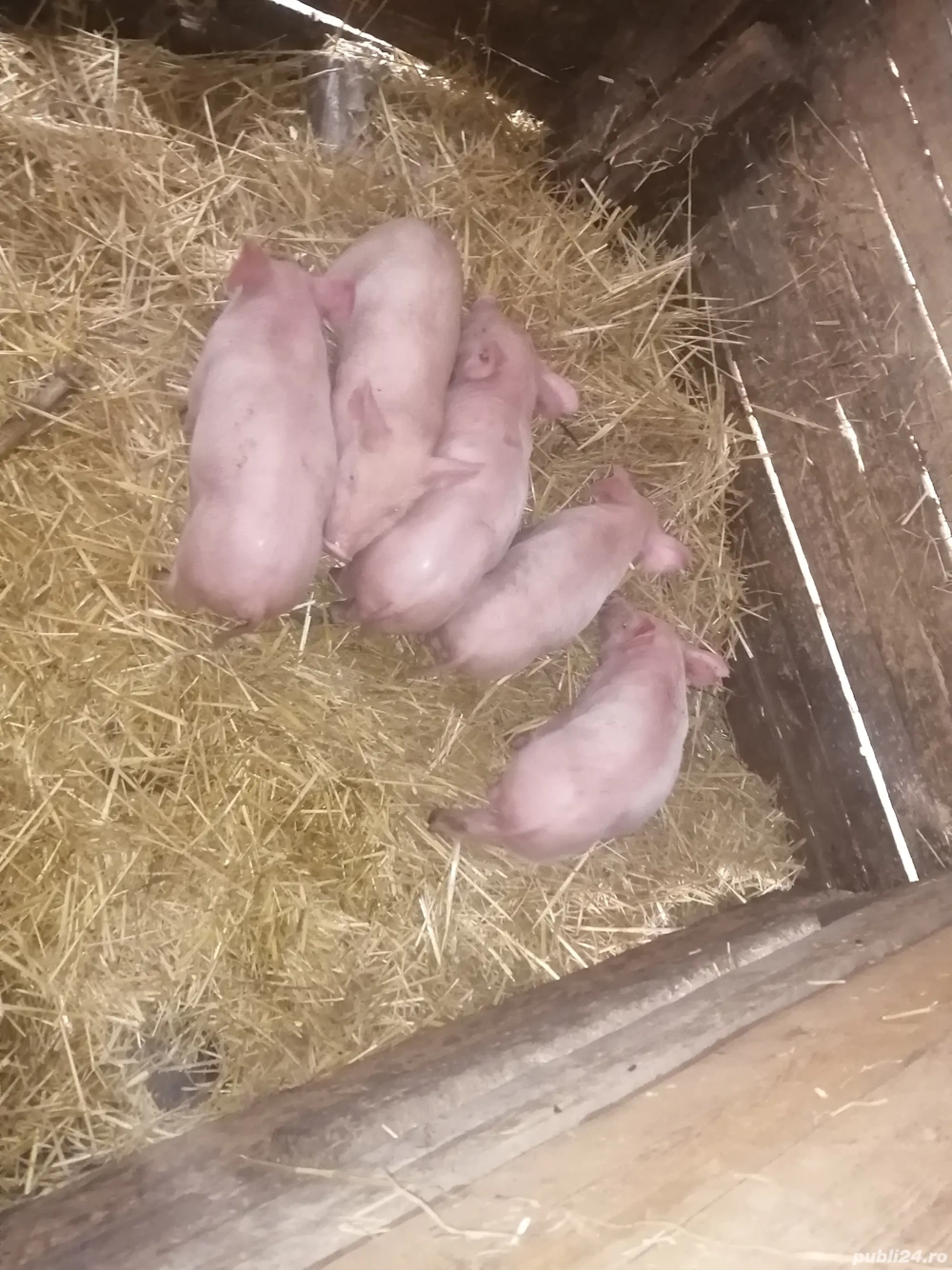 Purcei de vanzare Purcei de vanzare