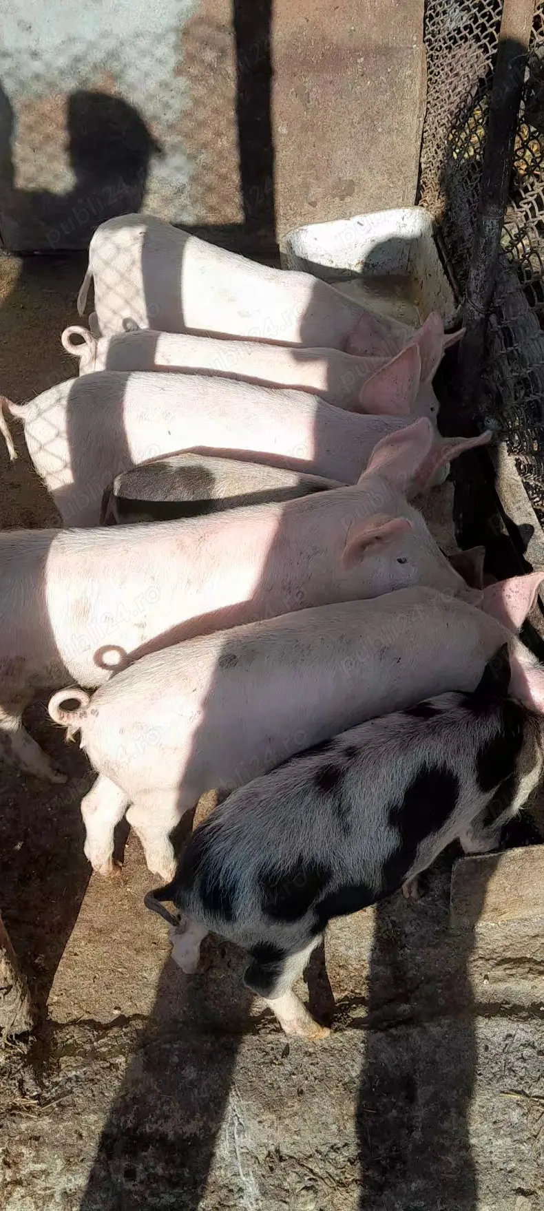 De vânzare 7 pureci. De vânzare 7 pureci.