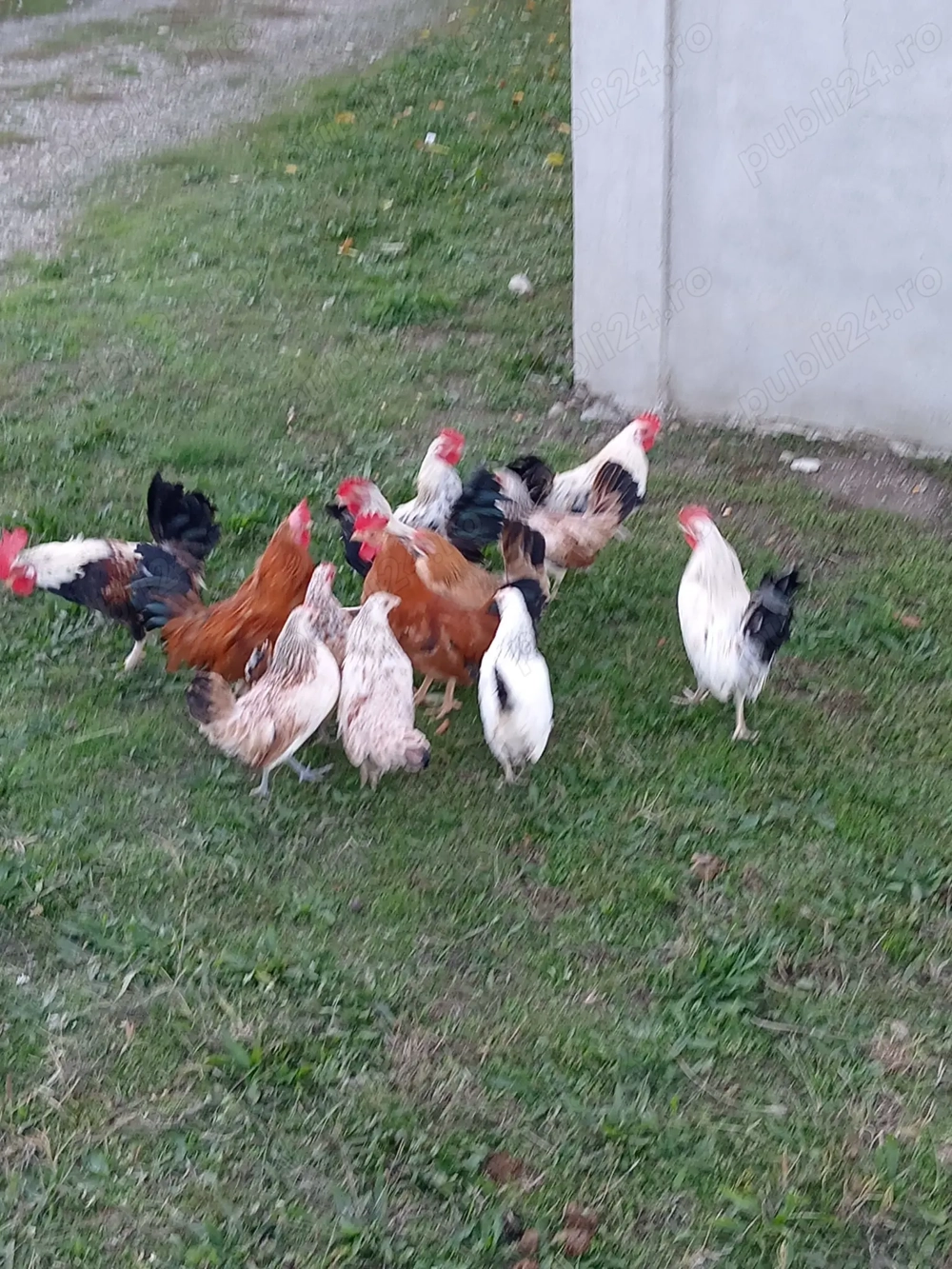 Perechi găinuși pitici  Perechi găinuși pitici