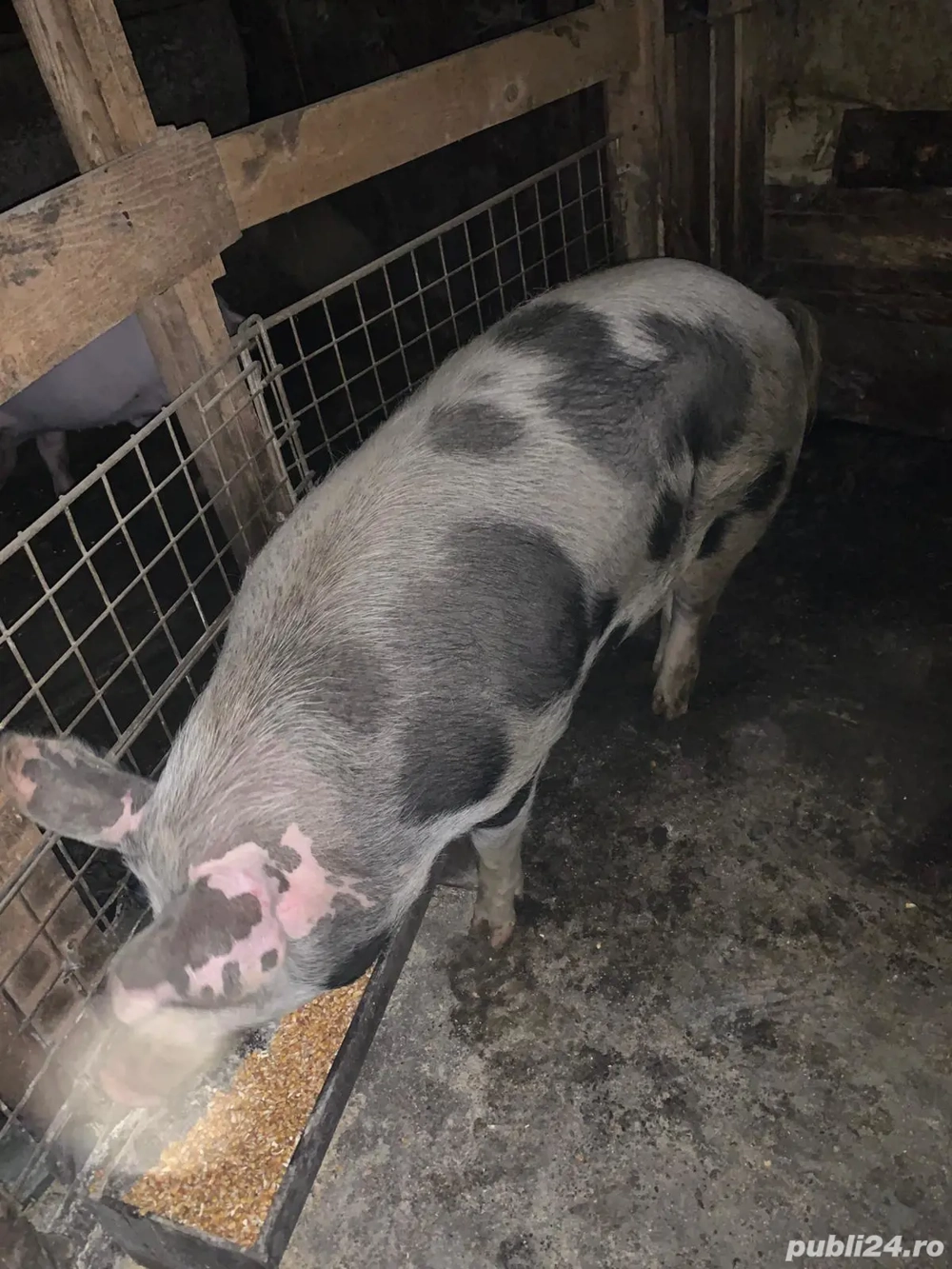 porci de vânzare porci de vânzare