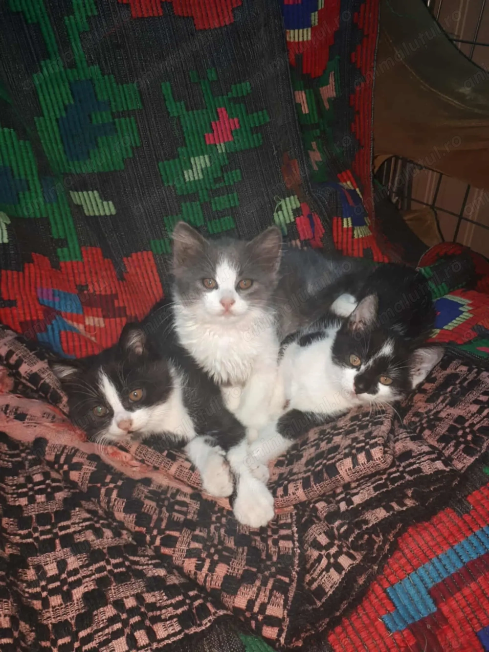 Donez doi pui de pisică, proveniți dintr-o mămică pufoasă. (cel gri este rezervat din poze)