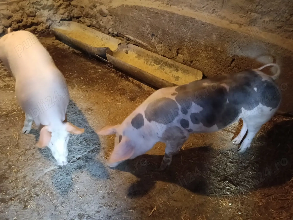 Grăsuni de vânzare  Grăsuni de vânzare