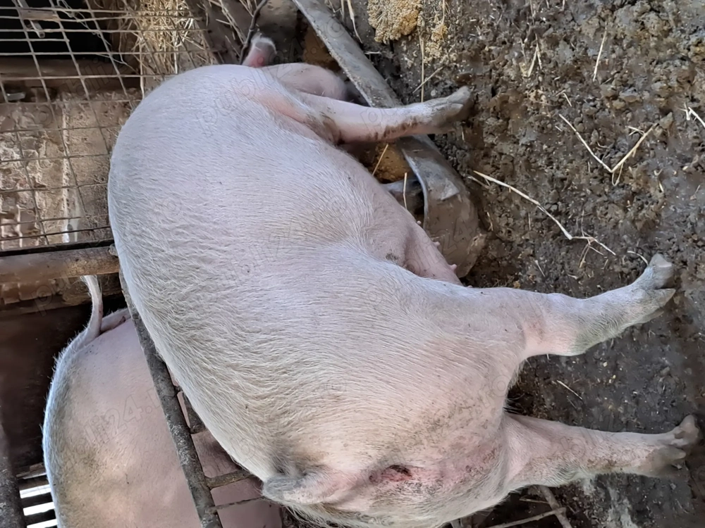 De vinzare porc 130-160 kg De vinzare porc 130-160 kg