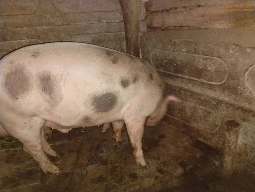 Vand porc crescut in gospodarie proprie Vand porc crescut in gospodarie proprie